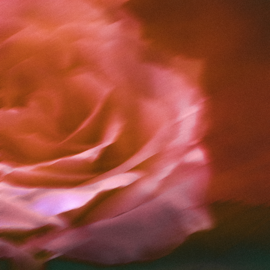Rožių renesansas: kvapni kelionė per istoriją ir parfumeriją